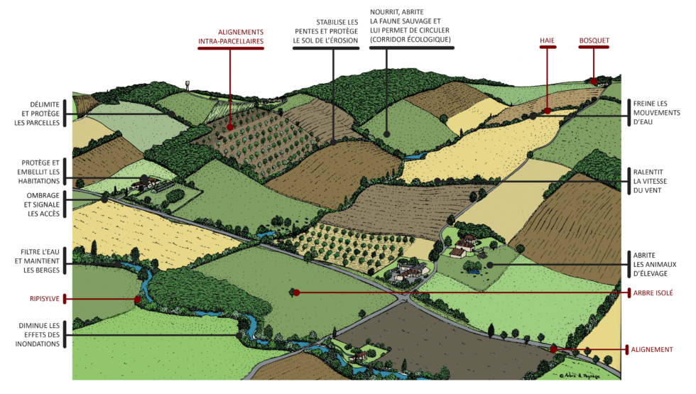 Des arbres et des paysages | Arbre et Paysage 32