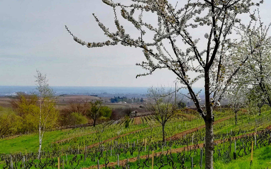 Agronomie des sols vivants et agroforesterie en viticulture